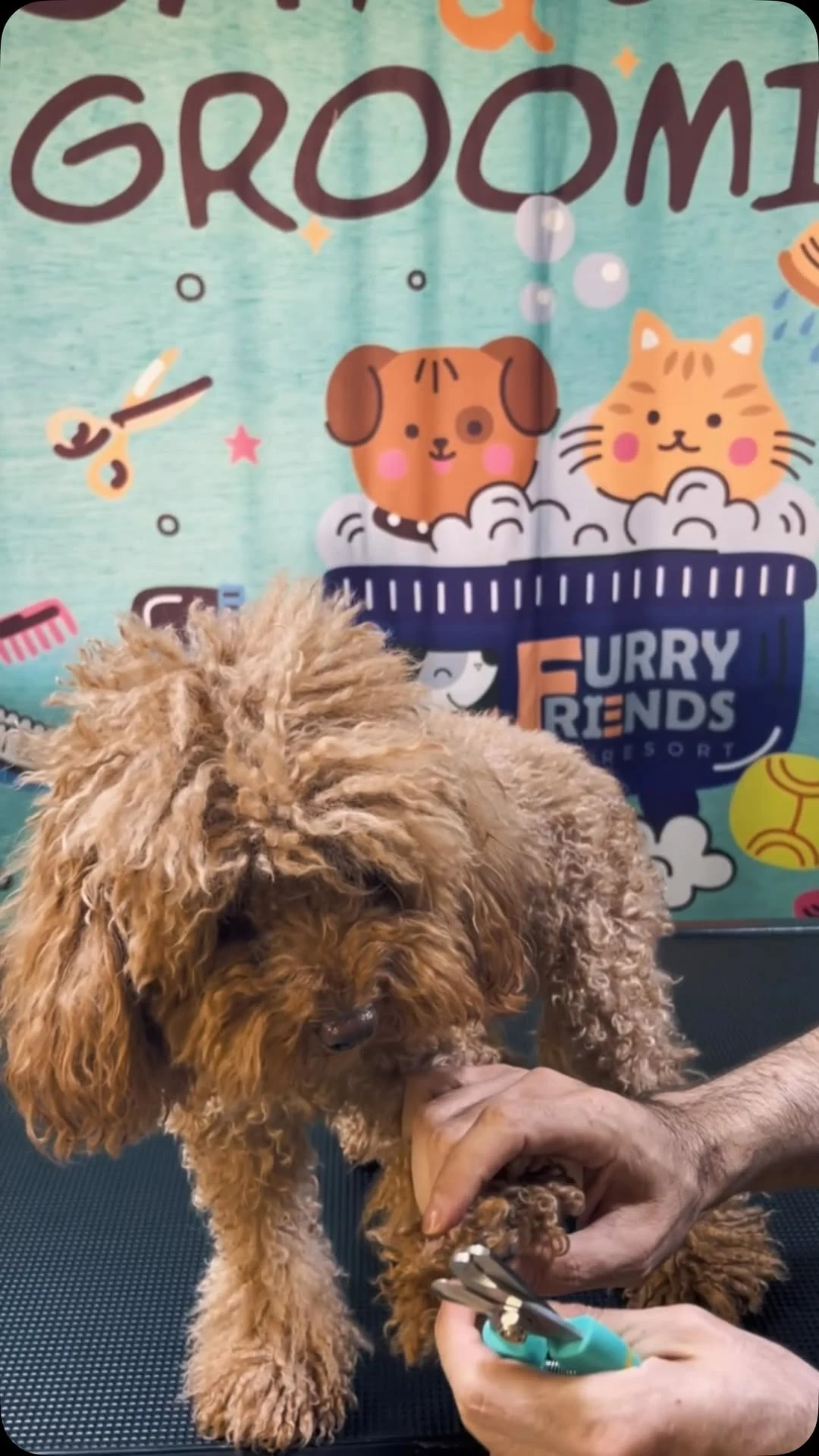 A Waggin Tails groomer carefully tending to a dog's paw