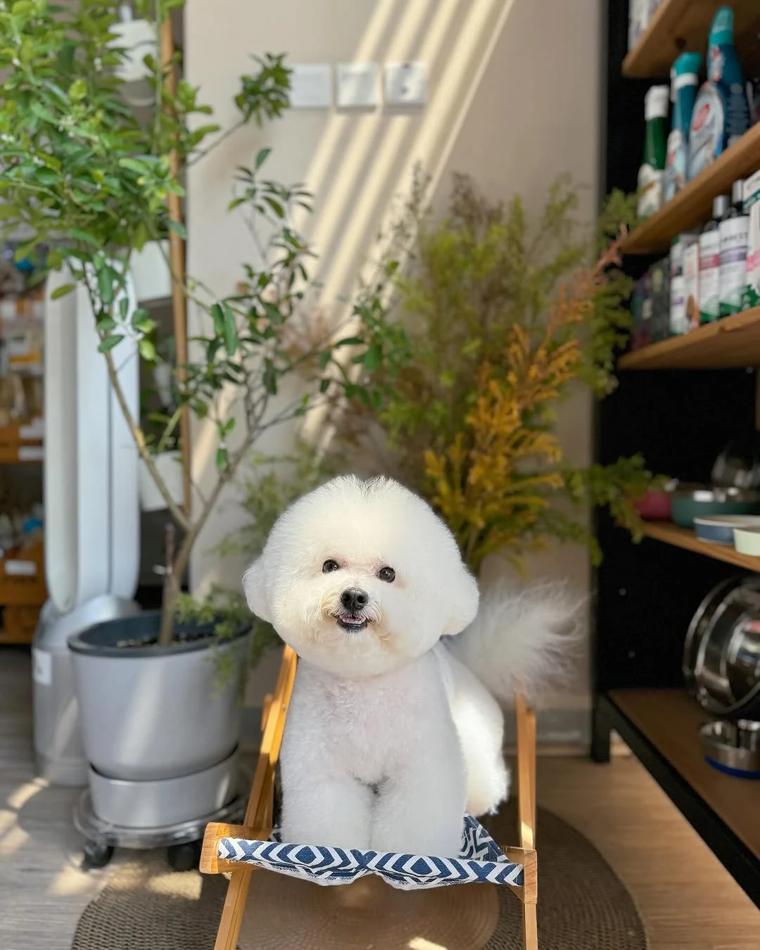 A freshly groomed white dog photographed at Waggin Tails