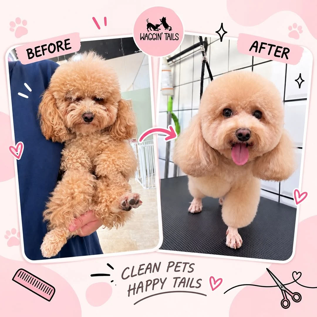 Before and after photos of a tan poodle groomed by Waggin Tails