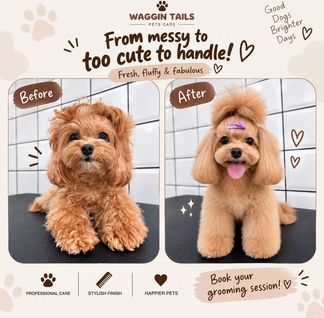 Before and after photos of a brown dog groomed by Waggin Tails