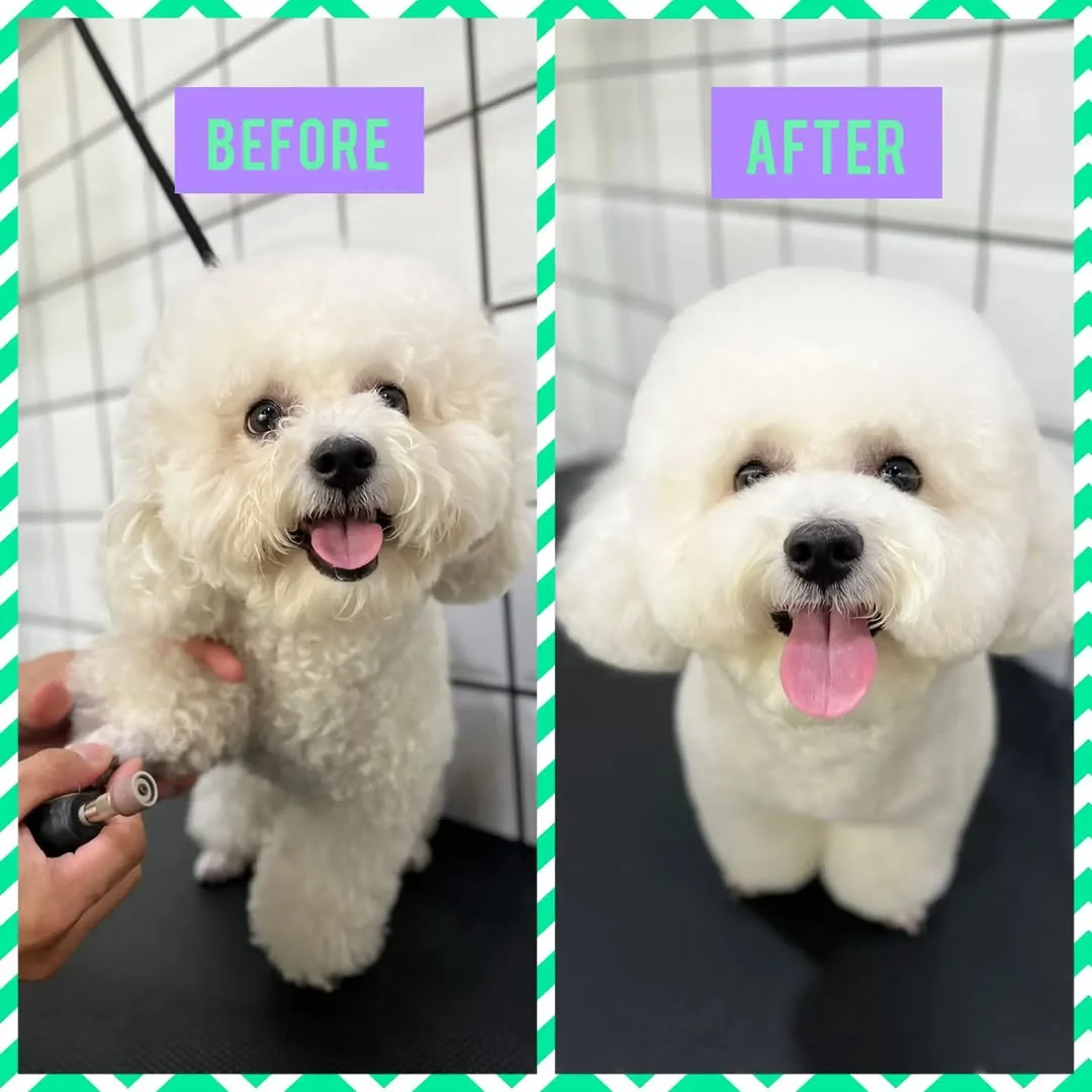 Before and after photos of a white dog groomed by Waggin Tails